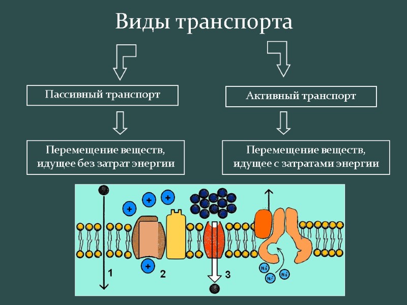 Пассивный транспорт Активный транспорт Перемещение веществ, идущее без затрат энергии Перемещение веществ, идущее с